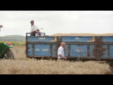 Buğdayın Hikayesi - Hasat Zamanı