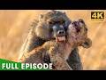 Battles for Survival (FULL EPISODE) | Lion's Revenge | Nature Animal Documentary
