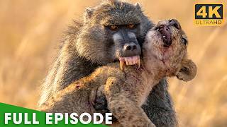 Lion Cub Battles For Survival  Episode  Nature Animal Documentary