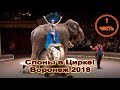 «Слоны в Цирке!» Воронеж 2018 часть 1