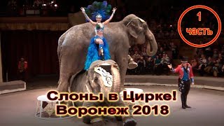 «Слоны в Цирке!» Воронеж 2018 часть 1 «Слоны в Цирке!» Воронеж 2018 часть 1