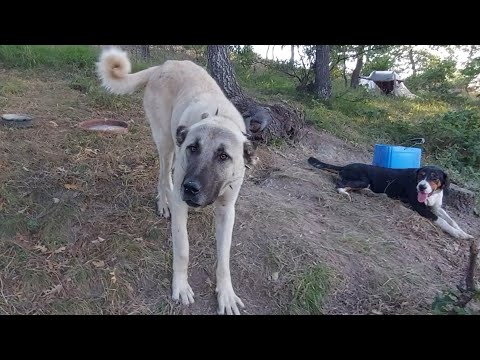 Videó: A Blue Buffalo Egy Csomó Vadonban Vadon Rágja A Csontokat