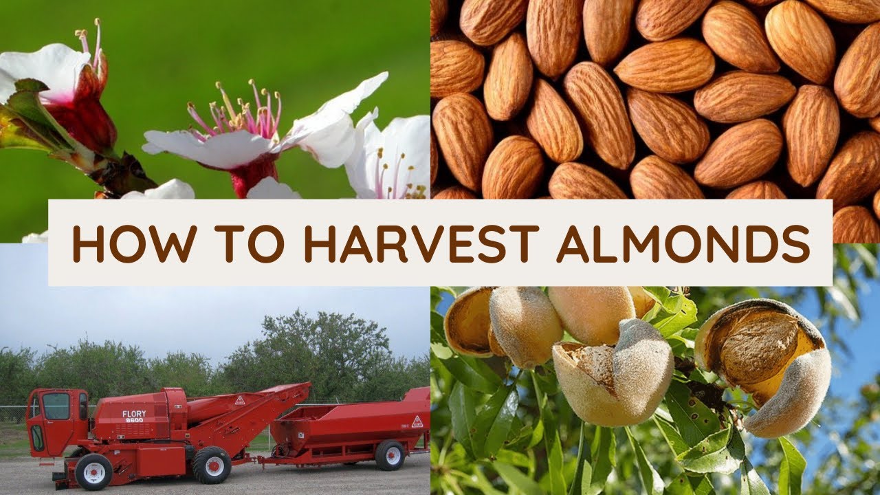 How To Harvest Almonds. YouTube