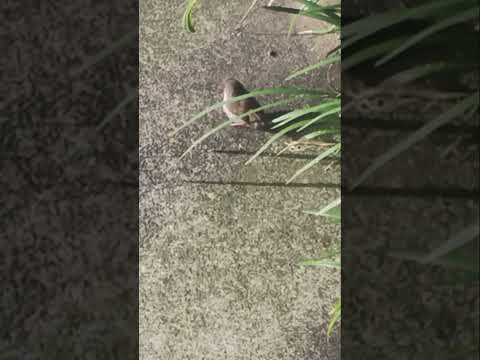 Little Fairywrens on the ground during Summer #shorts