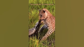 Brave Honey badger survives a leopard attack #viralvideo #shortvideo #youtubeshorts #short