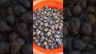 #Short video #cute #nature #snail #insects