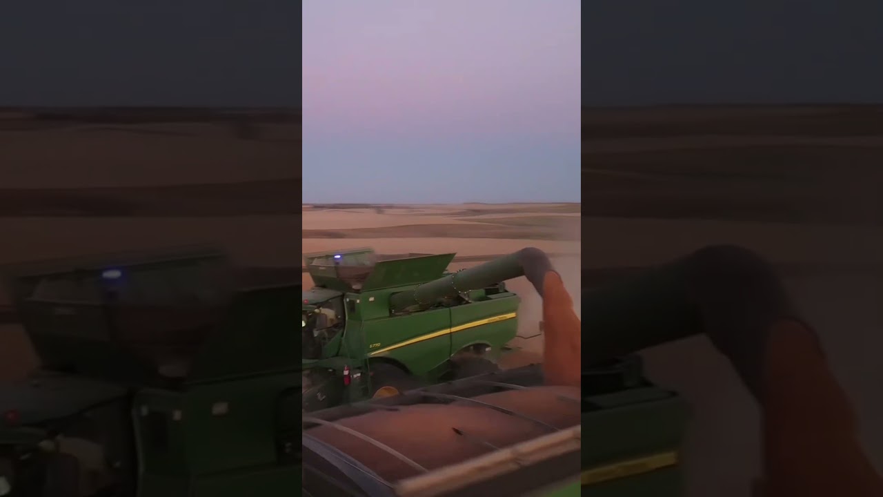 Wheat Harvest in North Dakota