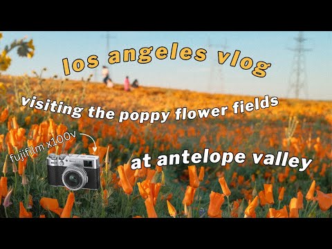LA VLOG | Antelope Valley California Poppy Fields &amp; Fujifilm x100v 🌼