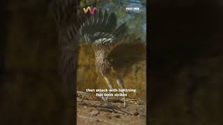The Bird That Hunts Rattlesnakes Without Fear #roadrunners