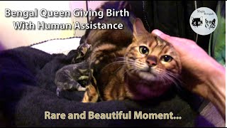 Bengal Queen Giving Birth With Human Assistance  Rare and Beautiful Moment!