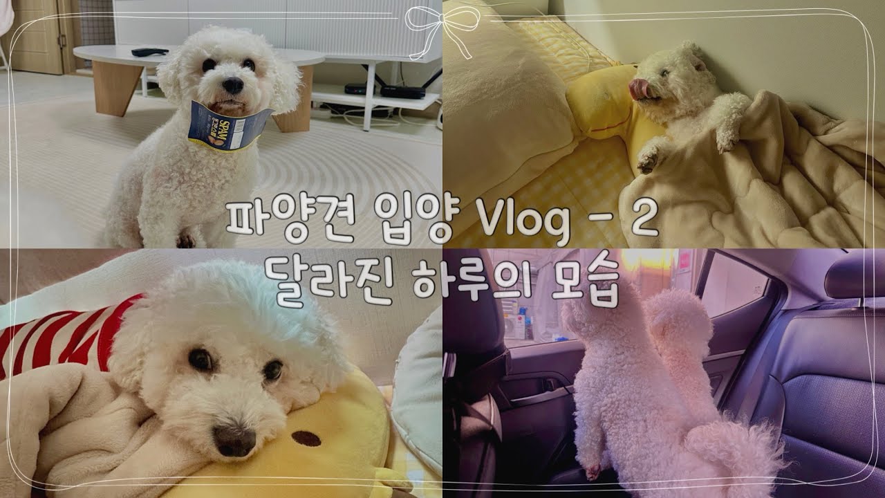 VLOG | 파양견 하루 입양 이야기 2편 | 비숑프리제 | 밥풀이와하루 | 강아지 브이로그 | 이뻐진 하루 일상