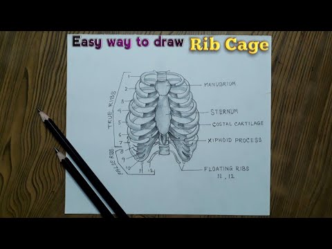 how to draw diagram of rib cage  how to draw rib cage  how to draw rib  cage step by step  YouTube