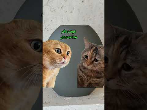 الحلو مبيكملش العروسة طلعت هبلة لايك  