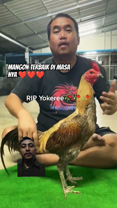 Ayam Mangon Yokeree Mr Kowshem #yokere #ayammangon #ayamlegendaris #jagoalkaf #layarhijau