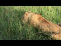Pride of Lions Eating a Warthog