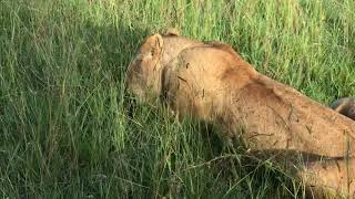 Pride of Lions Eating a Warthog