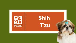 Shih Tzu Fun Facts by Petland Oklahoma City 108 views 4 months ago 1 minute, 1 second