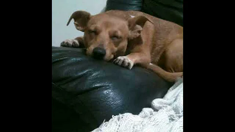 My dog (Music Shape of you By:Ed Sheeran