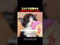 ミルクで充電中の子猫ｗｗ