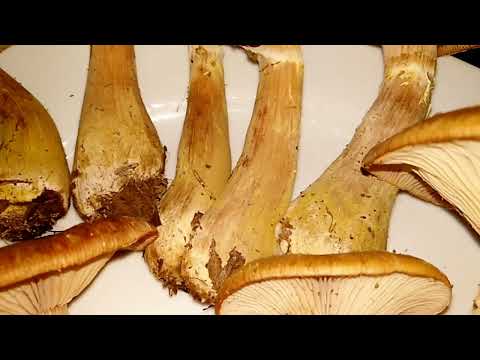 ОПЕНОК ЛУКОВИЦЕОБРАЗНЫЙ Armillaria cepistipes.Описание, съедобность,приготовление.