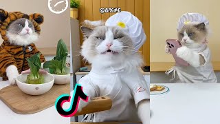 That Little Puff | Cats Make Food 😻 | Kitty God & Others | TikTok 2024 #2