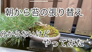 朝から苔の張り替え、やり方分からない中苦戦