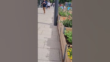 #SHORTS VƯỜN CÂY TƯ TẠO CỦA ĐỨC #KHANH NGUYEN CUỘC SỐNG ĐỨC