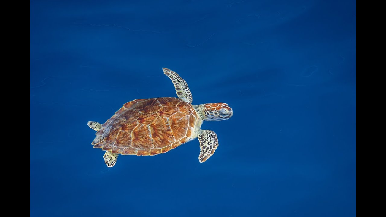 Exploring St Croix, St  Kitts, St Martin 2023