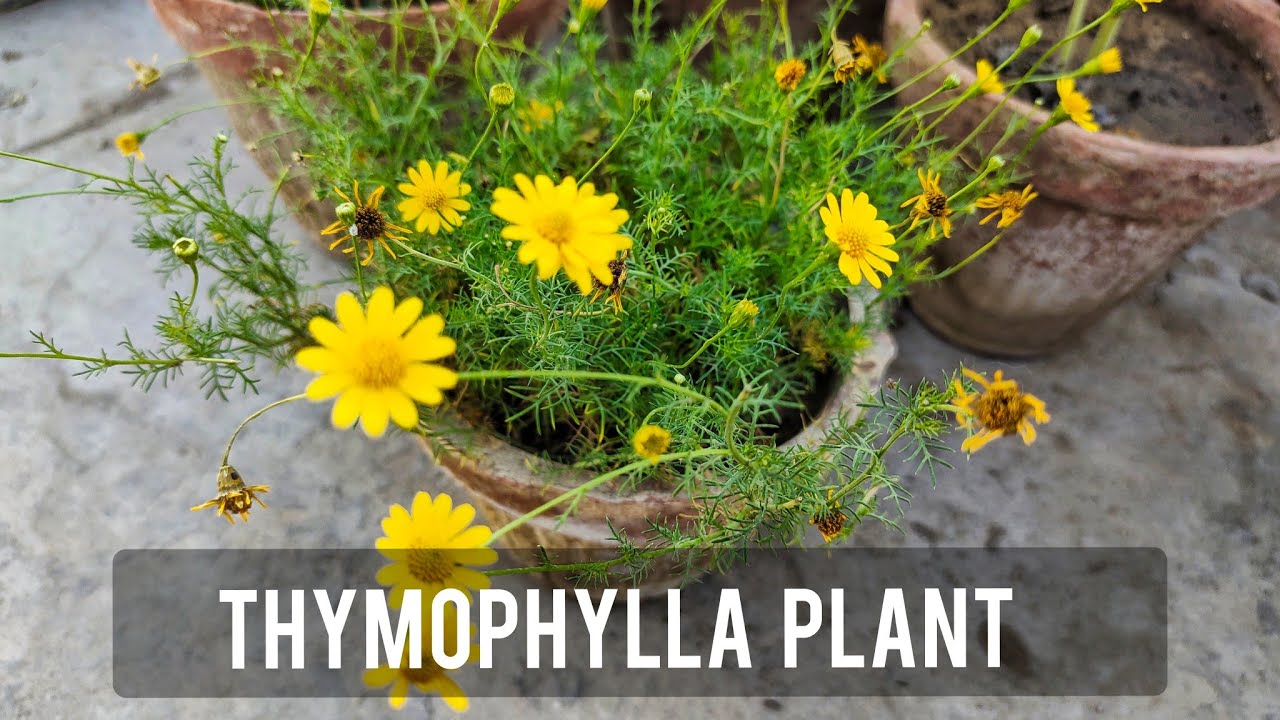 Plants That Can Survive Anything