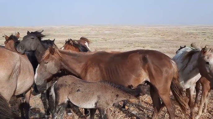 Калининградтық «Фантазия» интимдік салоны