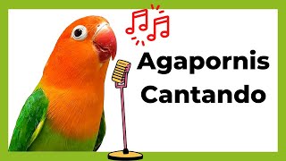 AGAPORNIS Cantando    Melodía que estimula el [  CANTO del AGAPORNIS ]