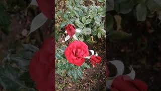 Rad suresi son kısım meali