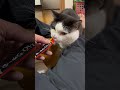 会社猫…じゃなくて家猫ふくの日常😸GW会長宅で孫娘としてのんびり里帰りしてきました😊顔も齧らず夜は一緒の布団で寝ました👏#株式会社日章 #会社猫 #家猫