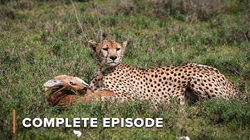 Into the Jaws of Death: The Great Migration | Surviving The Serengeti