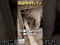 キッチンに閉じ込められた猫ちゃん#shorts