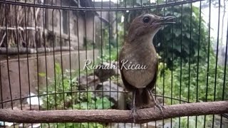 Download Lagu Gacor Nonstop!!! Jongkangan gacor full ngeroll.. MP3