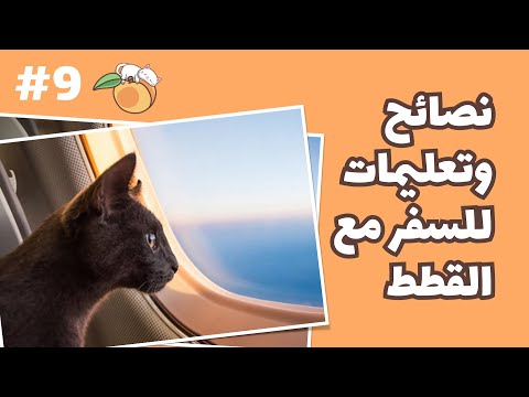 فيديو: أفضل 10 هدايا Meowy Catmas للقطط والمشجعين القطط