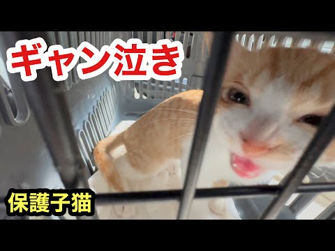 病院への車中でギャン泣きしてしまった保護子猫