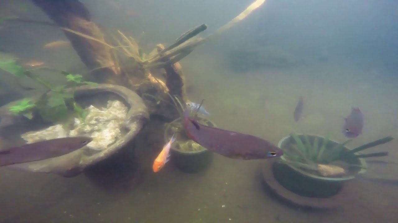 තල් කොස්සා | Thal kossa | Sri Lanka | Belontia Signata | Underwater ...