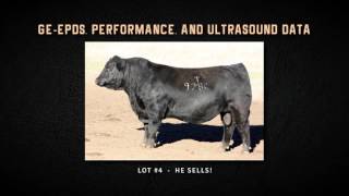 APEX Cattle Heterosis Headquarters Annual Bull Sale: Jan. 30, 2017