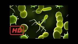 Deadliest Disease In Human History : Best Documentary 2017 by Christopher Bennett 59,424 views 6 years ago 2 hours, 29 minutes