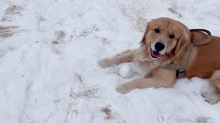 입양 1년째, 눈만난 댕댕이 리트리버 달봉이 #댕댕이 #리트리버 #vlog #달봉이 #천사견 #retriever #dog #shorts