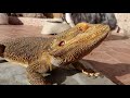 Tomando el Sol con nuestros Peques/ Perros, hurones, zorro, pogona, conejos y mofeta.