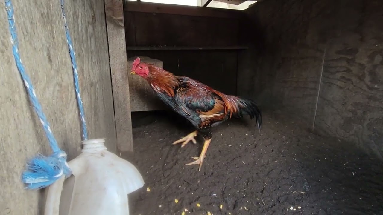 Qaib, young buck from 2025.