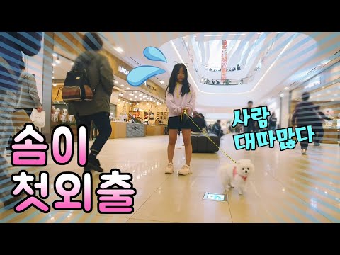 솜이 첫 외출로 영혼탈출?? 스타필드에 영역표시하고 온 솜?? 그리고 실패한 목욕 ㅠㅠ
