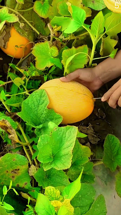 Panen melon kuning yang sangat segar dan memuaskan #shorts