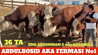 : ABDULBOSID AKA ARGINAL SIMENTAL GREFOD YEMLASHGA TAYYOR BUQALAR 2 mln ARZONIGA SOTILADI