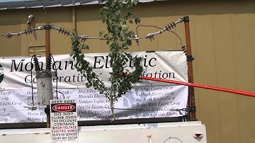 Keep trees trimmed near power lines