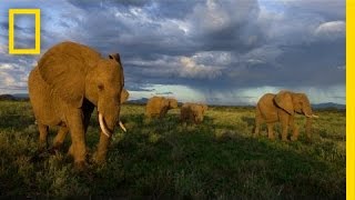 Joyce Poole: The Elephant Network | Nat Geo Live