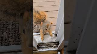 I want a Christmas cookie. #cooking #squirrel